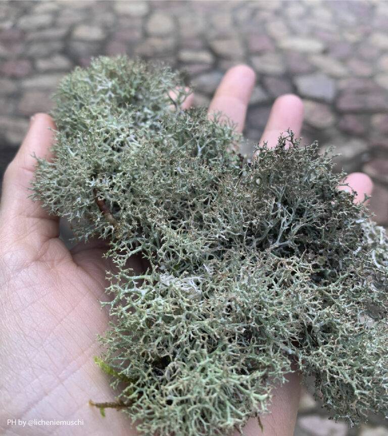 lichene naturale stabilizzato