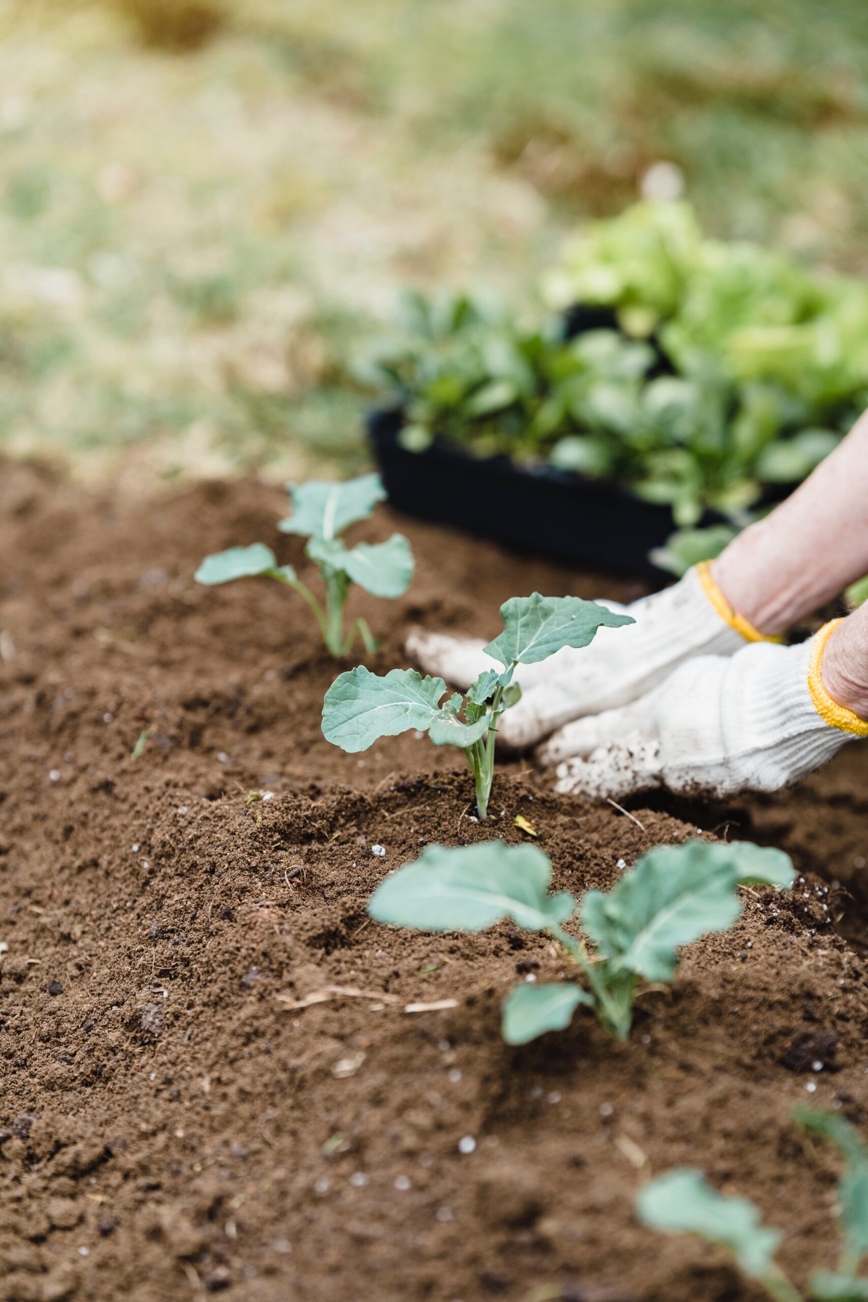 Come curare il giardino a novembre: 7 consigli utili